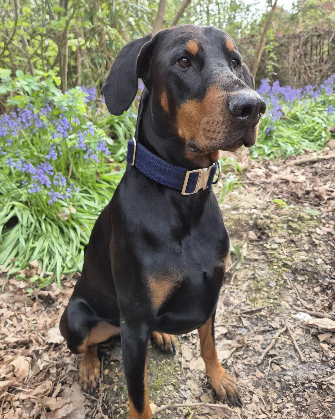 Autumnal Check Big Dog Collar