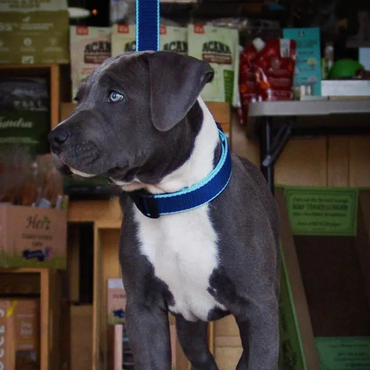 Collar | Navy & Aqua