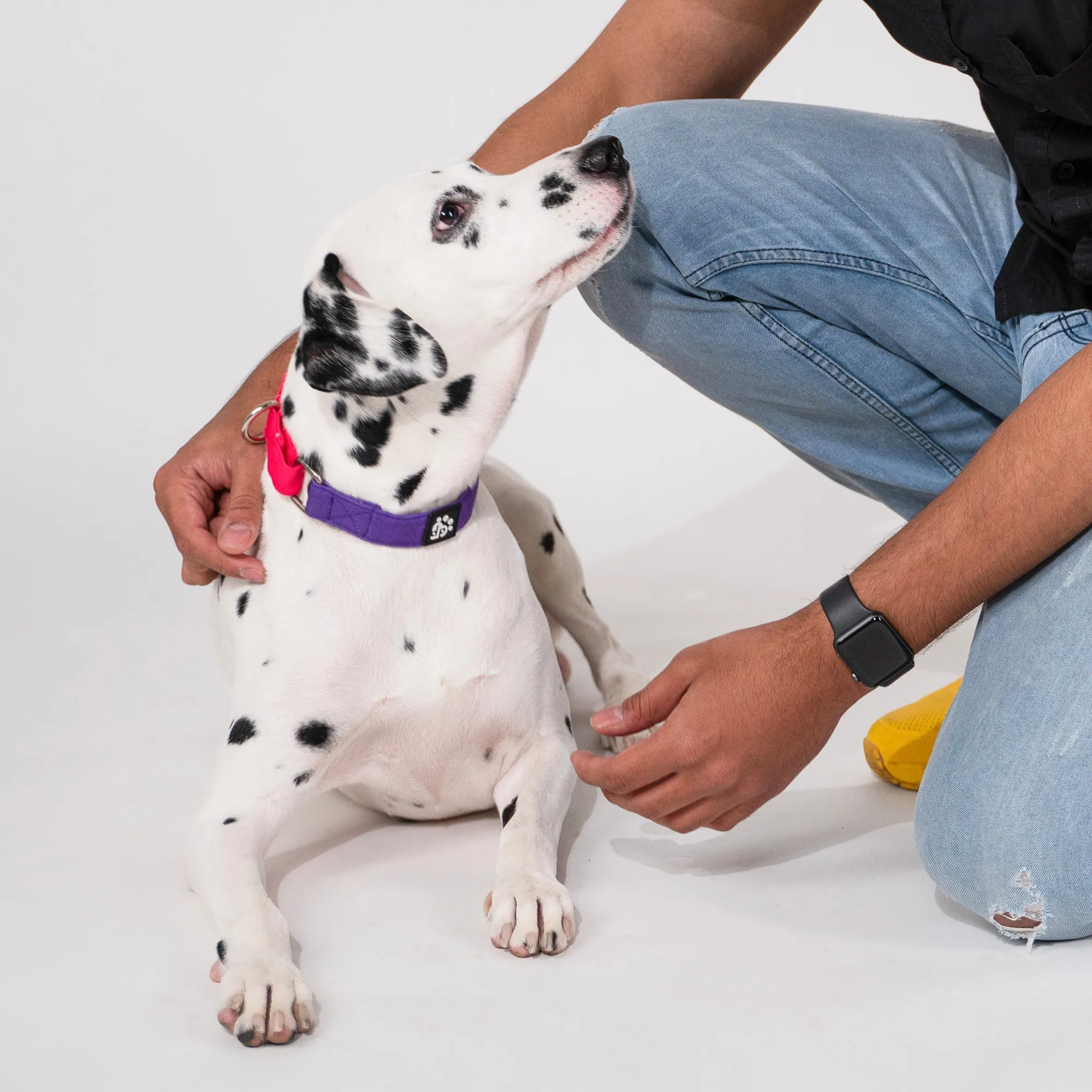 Dear Pet Double Trouble Martingale Purple & Pink Dog Collar