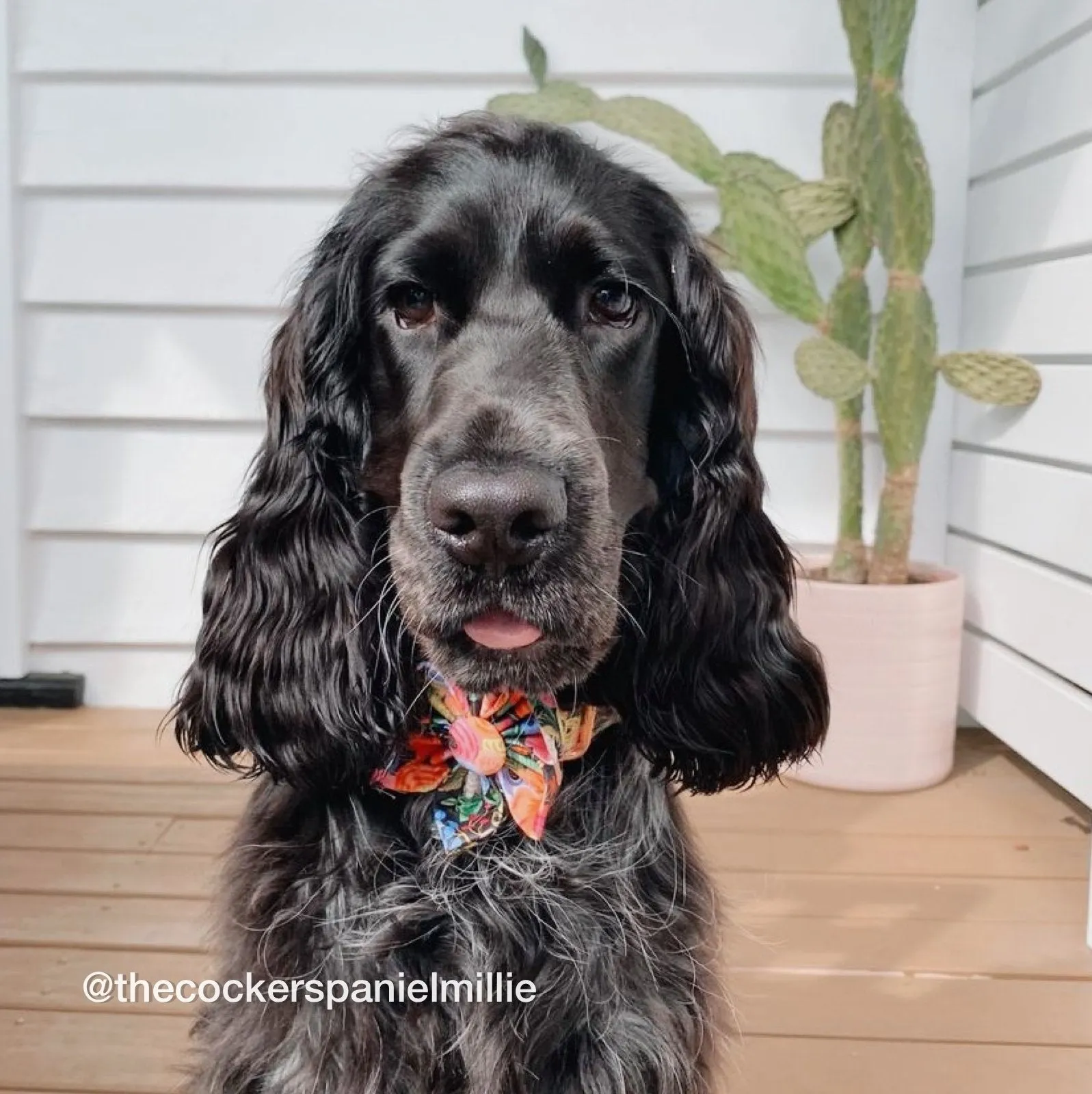 Midnight Floral Flower Unbreakable Collar™ & Leash Set