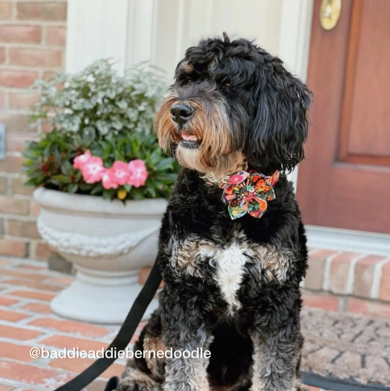 Midnight Floral Flower Unbreakable Collar™ & Leash Set