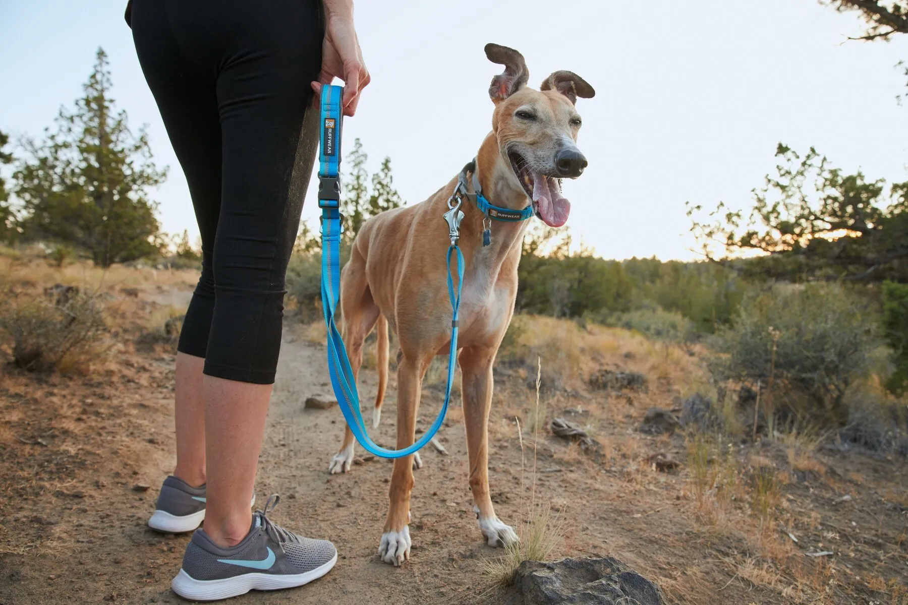 Ruffwear Web Reaction™ Reflective Buckled Martingale Dog Collar (Sunset)